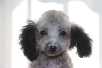 トイプードルシルバーの子犬メス、生後3ヶ月画像