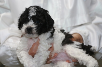 トイプードル白黒パーティーの子犬オス、生後5週間画像