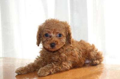 トイプードルレッドの子犬オス、生後7」週間画像