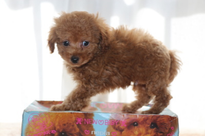 トイプードルレッドの子犬オス、生後7週間画像