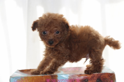 ティーカッププードルレッドの子犬オス、生後7週間画像