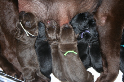 ラブラドールブラックチョコの子犬オスメス画像