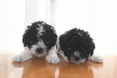 トイプードル白黒パーティーの子犬オス2頭、生後6週間画像