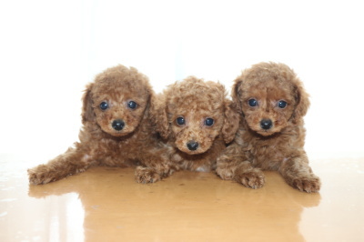 トイプードルレッドの子犬オス2頭メス1頭、生後7週間画像