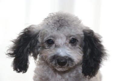 タイニーサイズトイプードルシルバーの子犬メス、生後3ヶ月半画像