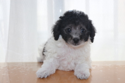 トイプードル白黒パーティーの子犬オス、生後7週間画像