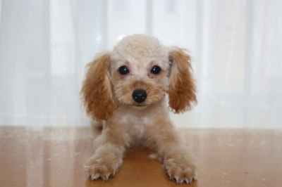トイプードルアプリコットの子犬メス、生後4ヶ月