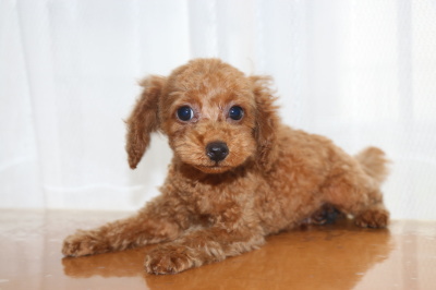 トイプードルレッドの子犬オス、生後2ヶ月画像