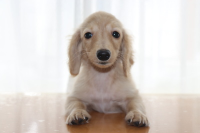 カニンヘンダックスクリームの子犬メス、生後4ヶ月画像