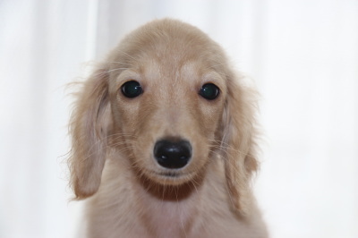 カニンヘンダックスクリームの子犬メス、生後4ヶ月画像