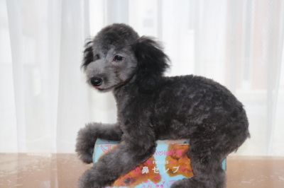 トイプードルシルバーの子犬オス、生後4ヶ月画像