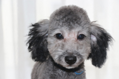 トイプードルシルバーの子犬オス、生後4ヶ月画像