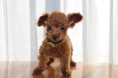 ティーカッププードルレッドの子犬オス、生後2ヶ月画像