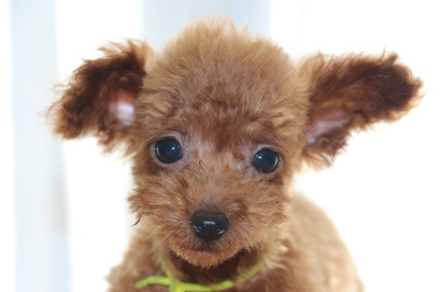 ティーカッププードルレッドの子犬オス、生後2ヶ月画像
