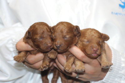 トイプードルレッドの子犬オス2頭メス1頭、生後1週間画像