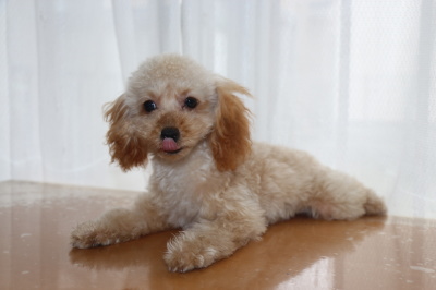 トイプードルアプリコットの子犬メス、生後4ヶ月半画像