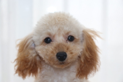 トイプードルアプリコットの子犬メス、生後4ヶ月半画像