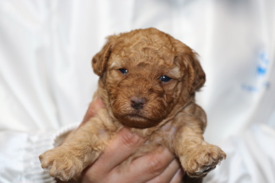 トイプードルアプリコットの子犬メス、生後3週間画像