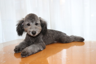 トイプードルシルバーの子犬オス、生後5ヶ月画像