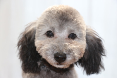 トイプードルシルバーの子犬オス、生後5ヶ月画像