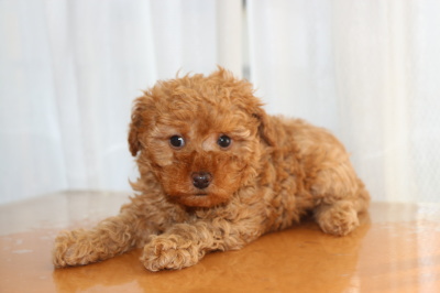 トイプードルの子犬アプリコットメス、生後6週間画像