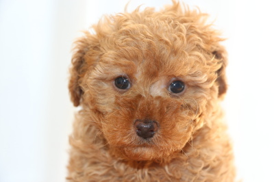 トイプードルの子犬アプリコットメス、生後6週間画像
