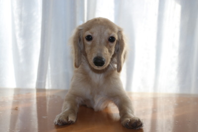 カニンヘンダックスクリームの子犬メス、生後5ヶ月画像