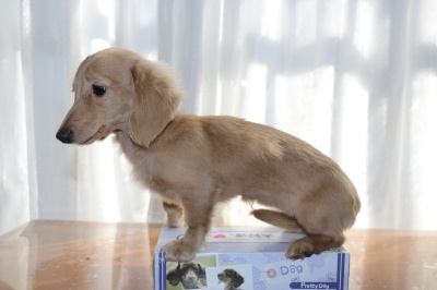 カニンヘンダックスクリームの子犬メス、生後5ヶ月画像