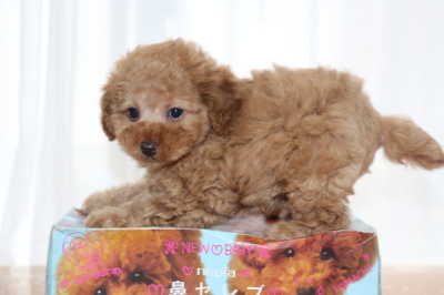 トイプードルの子犬アプリコットメス、生後7週間画像