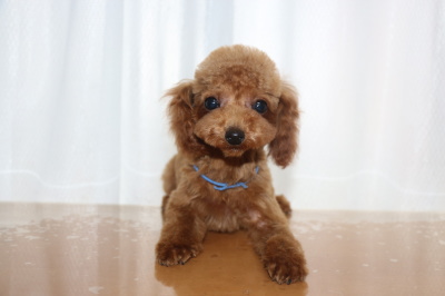 タイニーサイズトイプードルレッドの子犬オス、生後4ヶ月画像