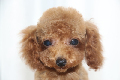 タイニーサイズトイプードルレッドの子犬オス、生後4ヶ月画像