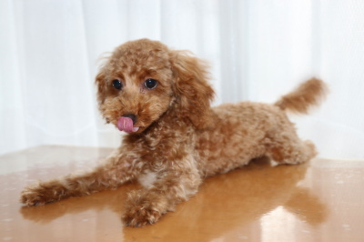 トイプードルレッドの子犬オス、生後4ヶ月画像