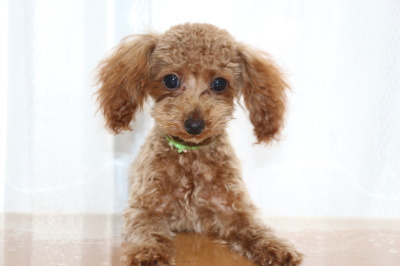 タイニーサイズトイプードルアプリコットの子犬オス、生後4ヶ月画像