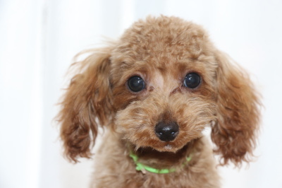 タイニーサイズトイプードルアプリコットの子犬オス、生後4ヶ月画像