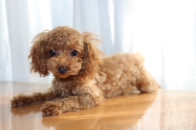タイニーサイズトイプードルレッドの子犬メス、生後4ヶ月画像