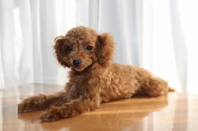 タイニーサイズトイプードルレッドの子犬メス、生後4ヶ月画像