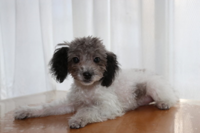 トイプードル白黒パーティーの子犬オス、生後4ヶ月画像