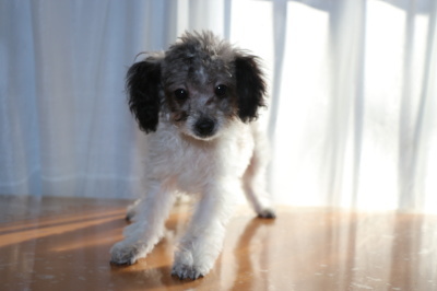 トイプードル白黒パーティーカラーの子犬オス、生後4ヶ月画像