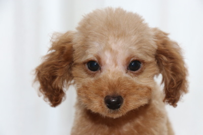 トイプードルアプリコットの子犬、生後2ヶ月画像