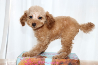 トイプードルアプリコットの子犬、生後2ヶ月画像