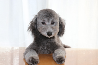 トイプードルシルバーの子犬オス、生後半年画像