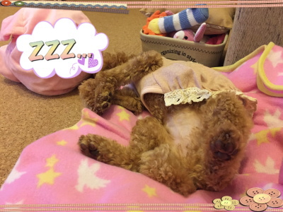 ティーカッププードルアプリコットの子犬メス、東京都江戸川区画像