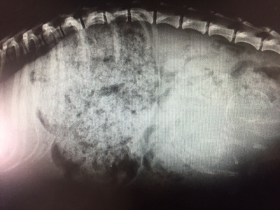 カニンヘンダックス妊娠犬のレントゲン画像