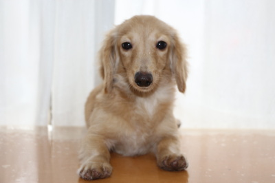 カニンヘンダックスクリームの子犬メス、生後半年画像