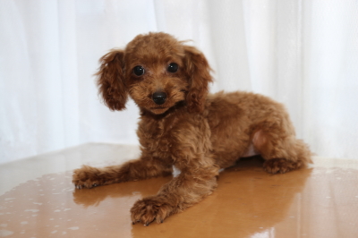 トイプードルレッドの子犬メス、生後5ヶ月画像