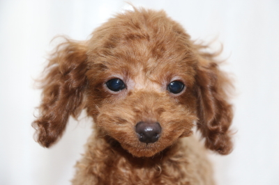 トイプードルレッドの子犬オス、生後5ヶ月画像