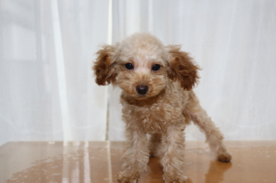 トイプードルアプリコットの子犬メス、生後5ヶ月画像