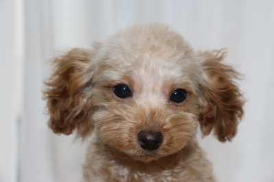 トイプードルアプリコットの子犬メス、生後5ヶ月画像