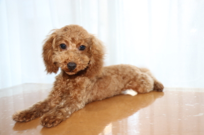 トイプードルの子犬レッドオス、生後5ヶ月画像