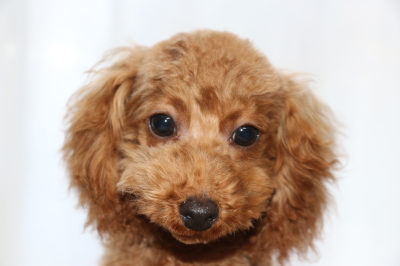 トイプードルの子犬レッドオス、生後5ヶ月画像